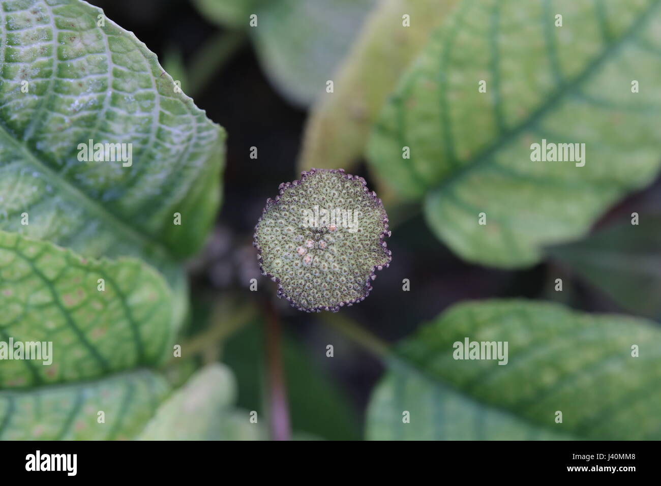 Dorstenia bahiensis, una specie di pianta da il gelso (Famiglia Moraceae). Foto Stock