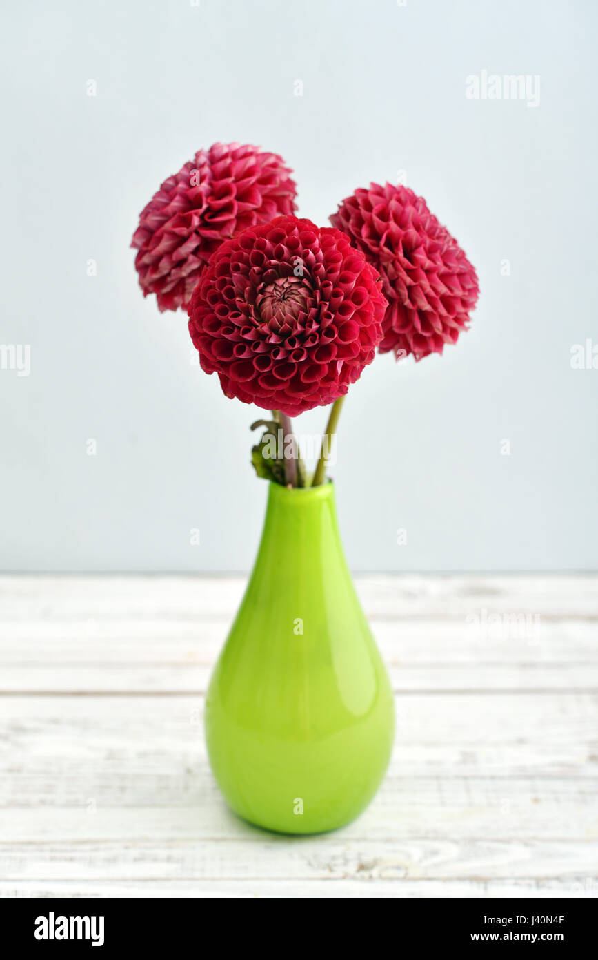 Bouquet di dalie in vaso verdi su sfondo blu Foto Stock