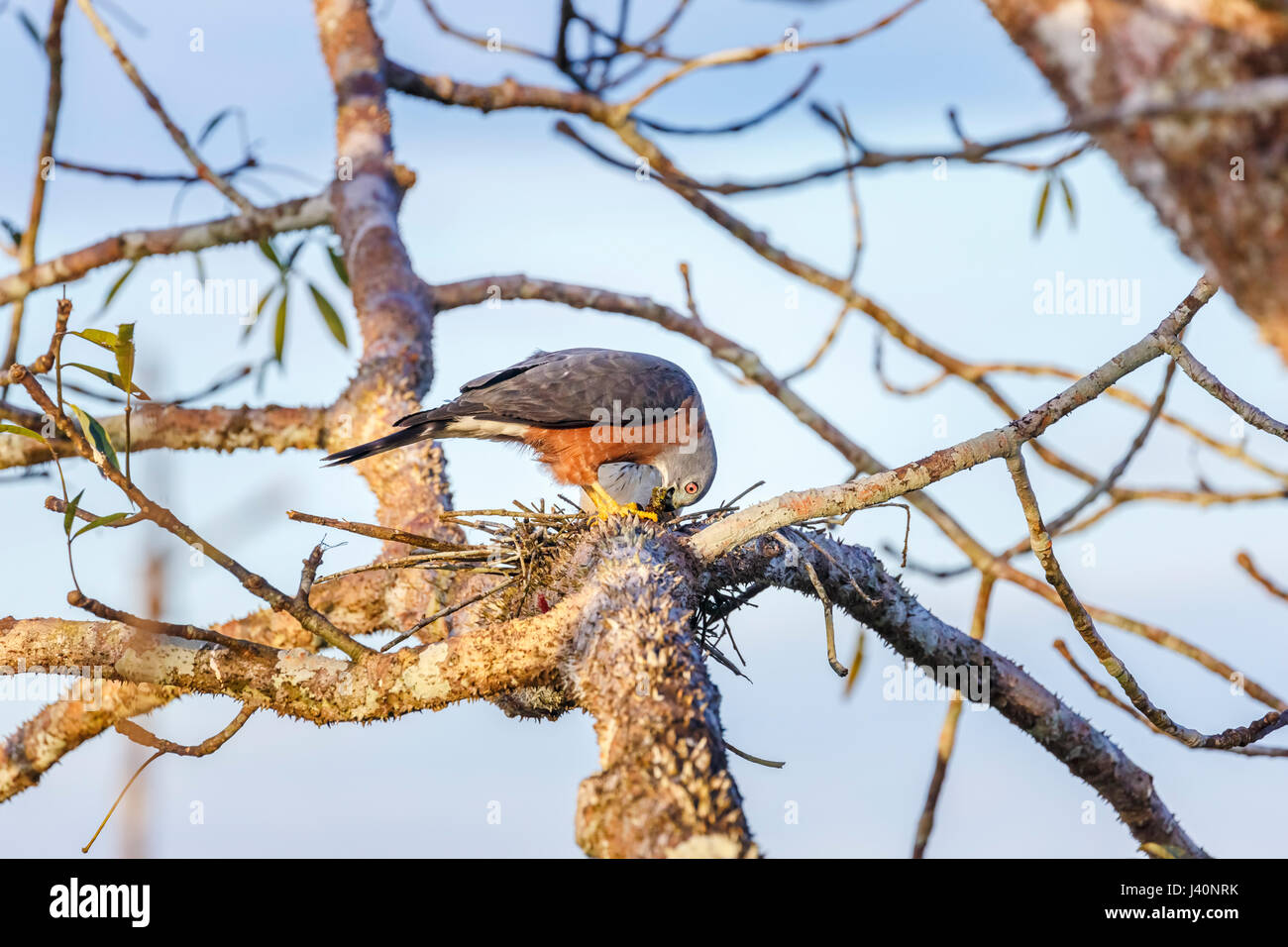 Double-kite dentata (Harpagus bidentatus) in Amazzonia Foresta pluviale tropicale presso la Selva Lodge sul fiume Napo, Ecuador, Sud America Foto Stock