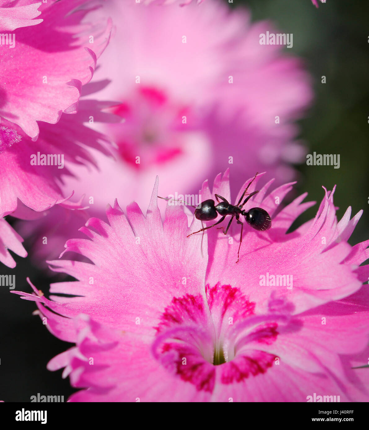 Macro ant in un fiore rosa Foto Stock