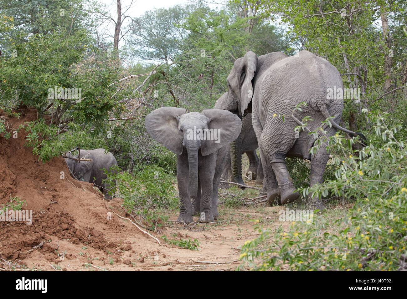 Giovane elefante in Krueger National Park, Sud Africa e Africa Foto Stock
