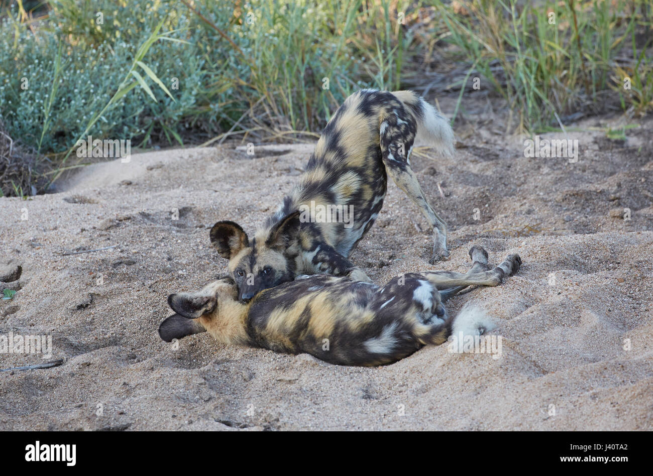 African cani selvatici combattimenti, Krueger National Park, Sud Africa e Africa Foto Stock