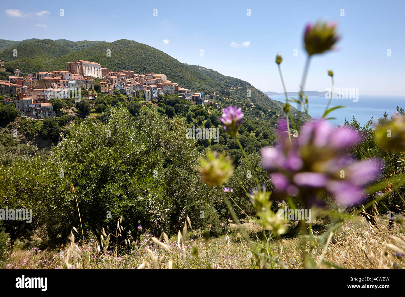 Il paesaggio costiero con fiori selvatici, Pisciotta, Cilentan Coast, provincia di Salerno, Campania, Italia Foto Stock