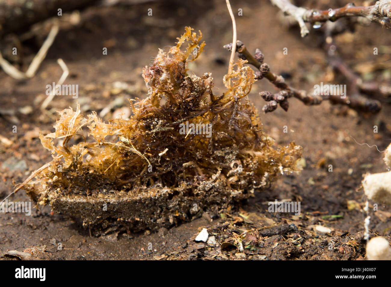 Un po' erba di mare Foto Stock