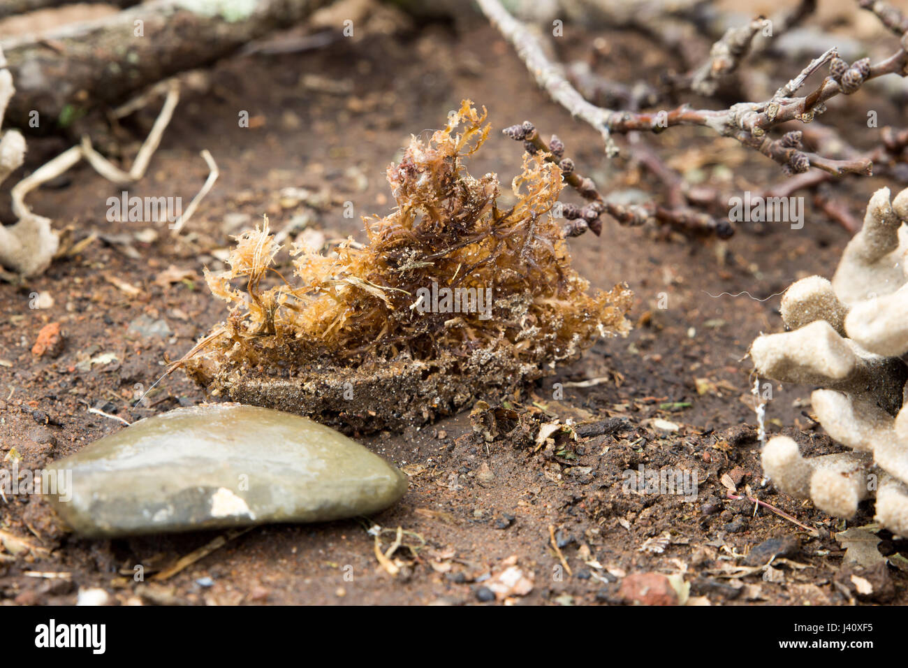 Un po' erba di mare Foto Stock