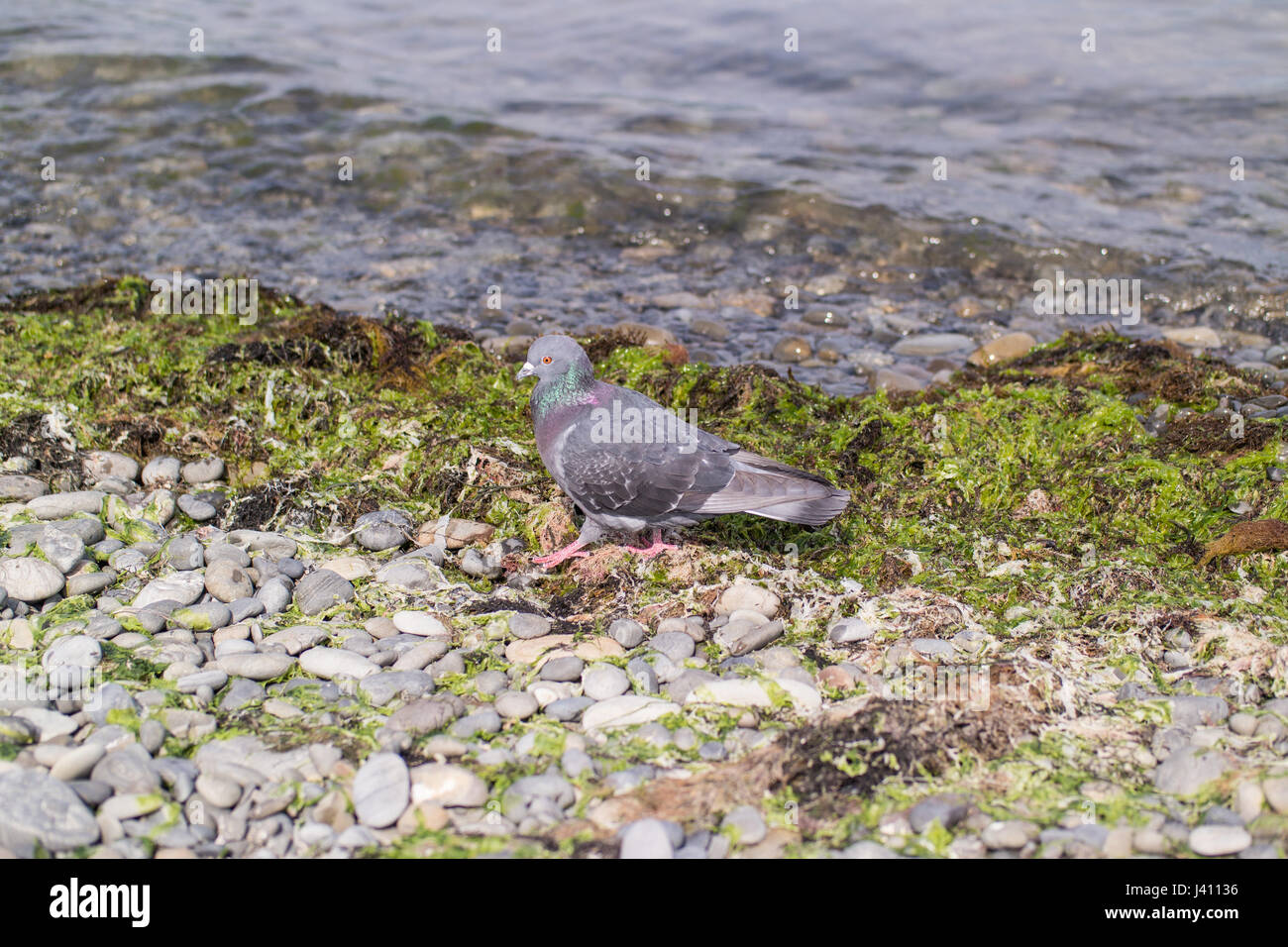 Un piccione blu passi su una banca di ciottoli vicino al mare Foto Stock