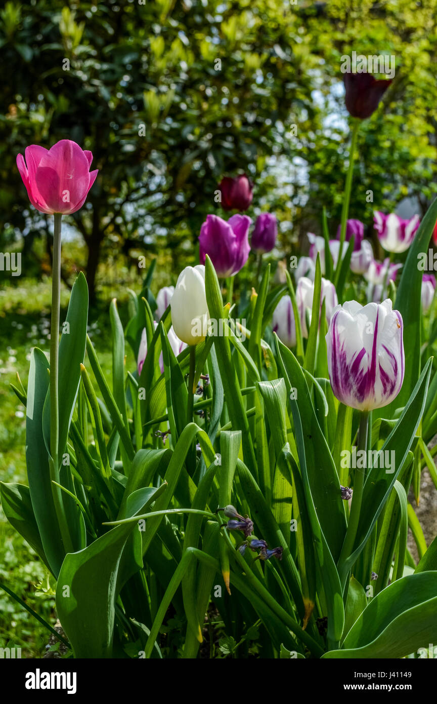 Gruppo di colorati tulipani nel giardino di primavera Foto Stock