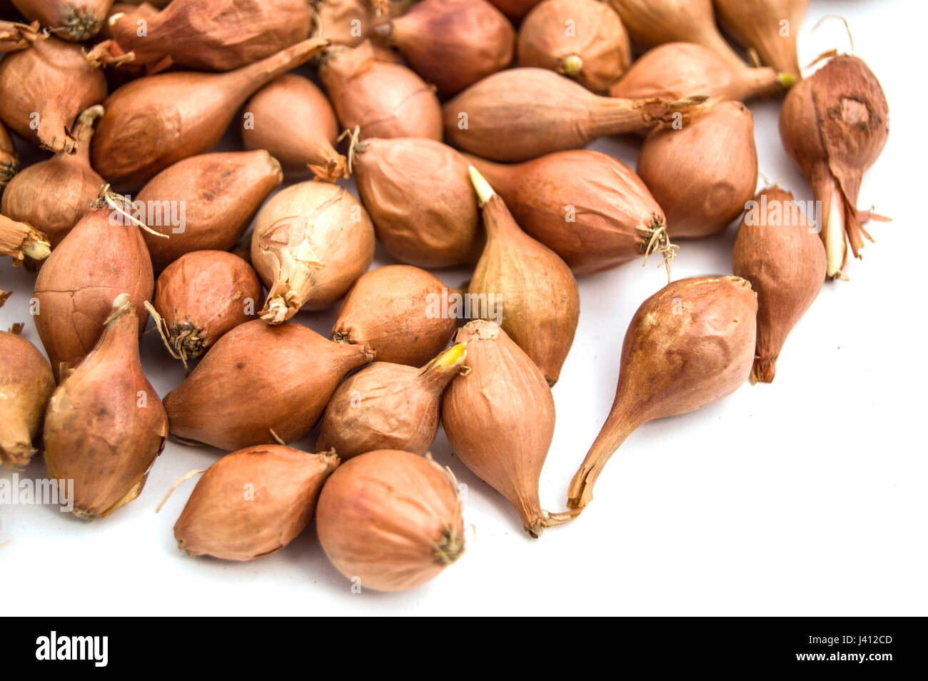 SEMI ORTO CIPOLLA TEXAS- 10,0 Pz - Foto 4