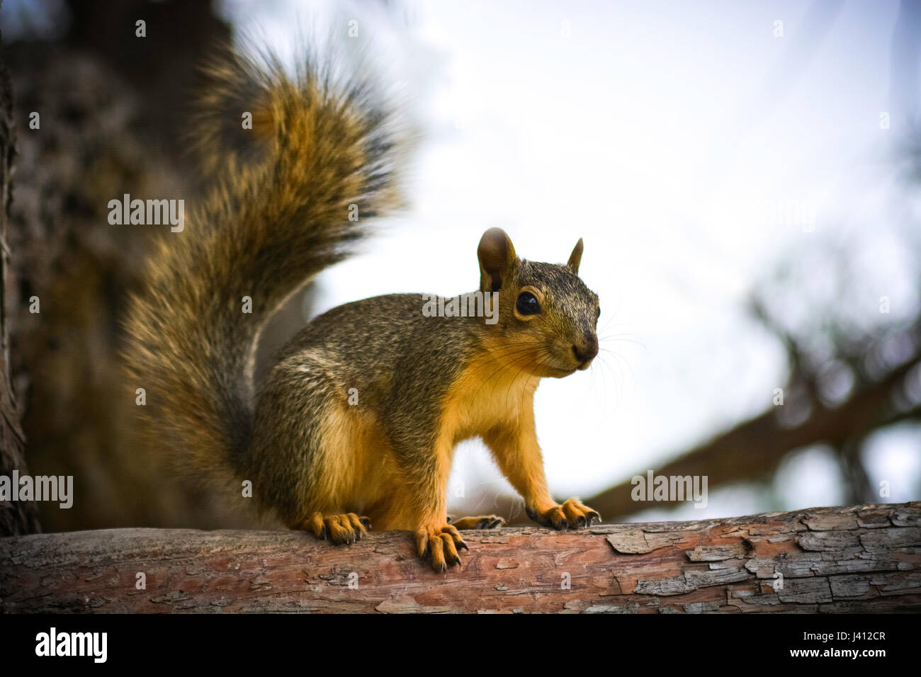 Caso del curioso scoiattolo Foto Stock