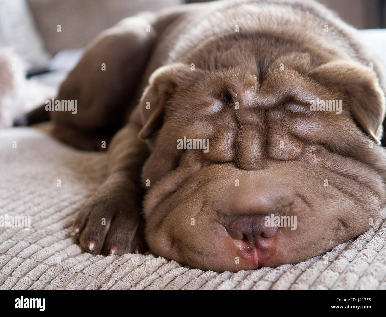 Cucciolo di Shar Pei Foto Stock