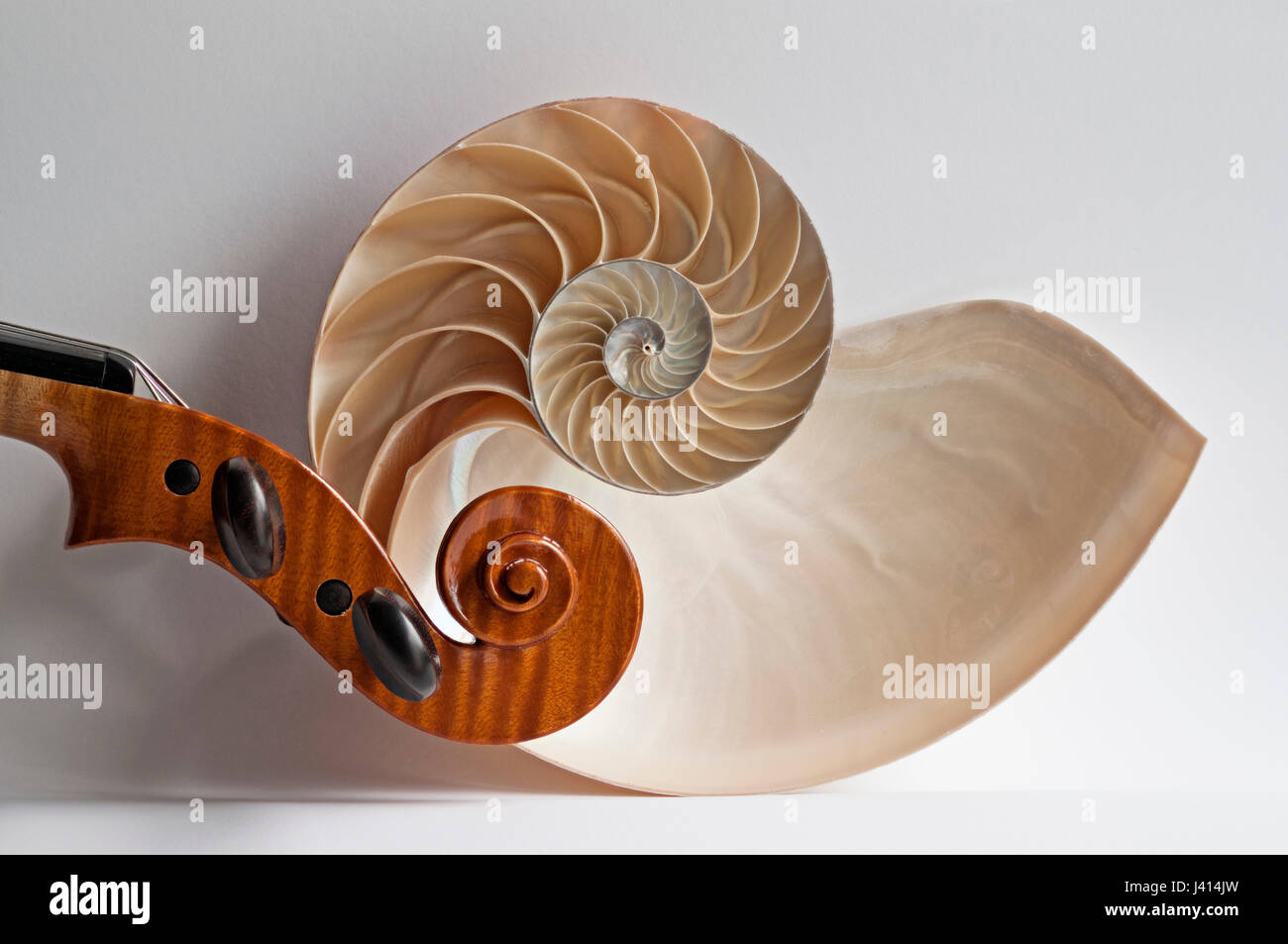 Viola violino scorrere e sezionato in Nautilus shell, focus-immagine sovrapposta usando finestra naturale dando luce sottili ombre su sfondo chiaro. Foto Stock