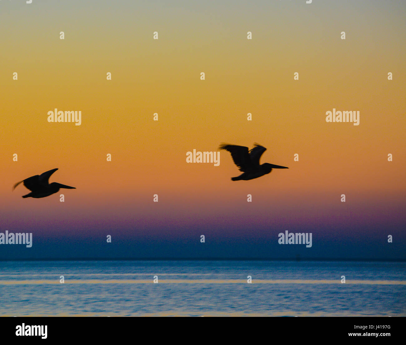 Pellicani marroni Pelecanus occidentalis battenti all'Alba sulla baia di Tampa, Florida. Foto Stock