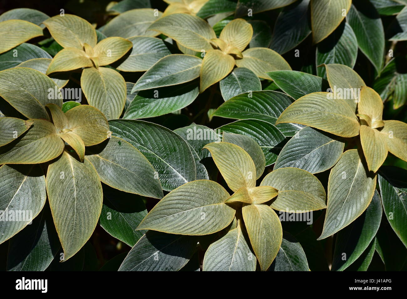Dense foglie di varie tonalità di verde. Foto Stock