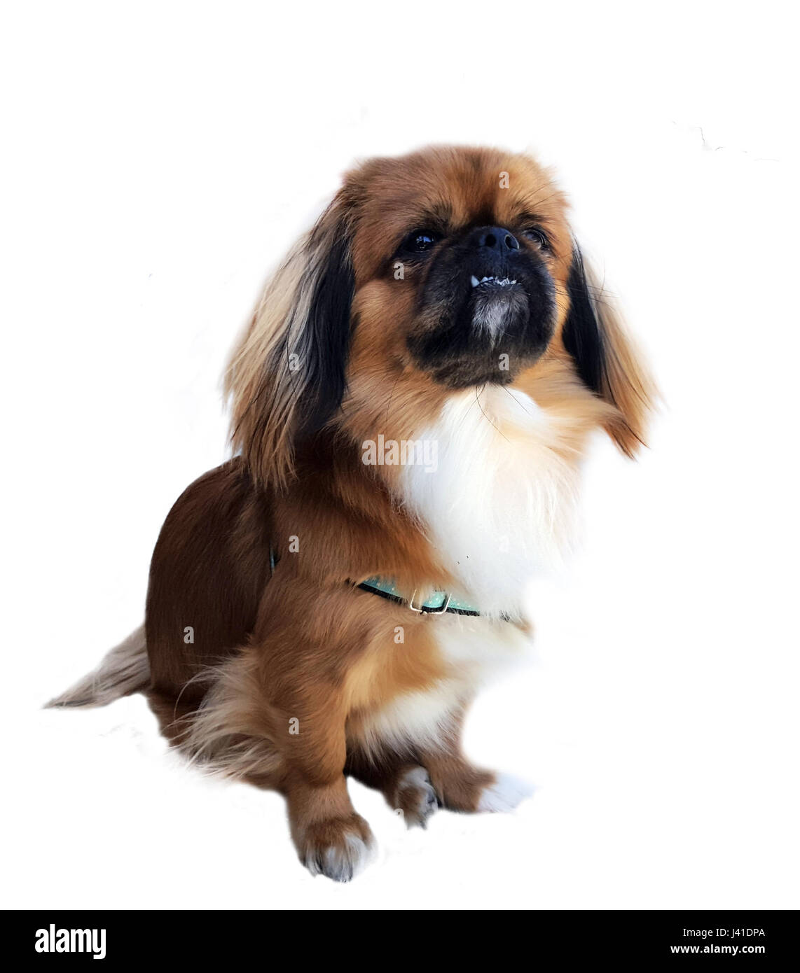 Pekingese seduti contro uno sfondo bianco Foto Stock