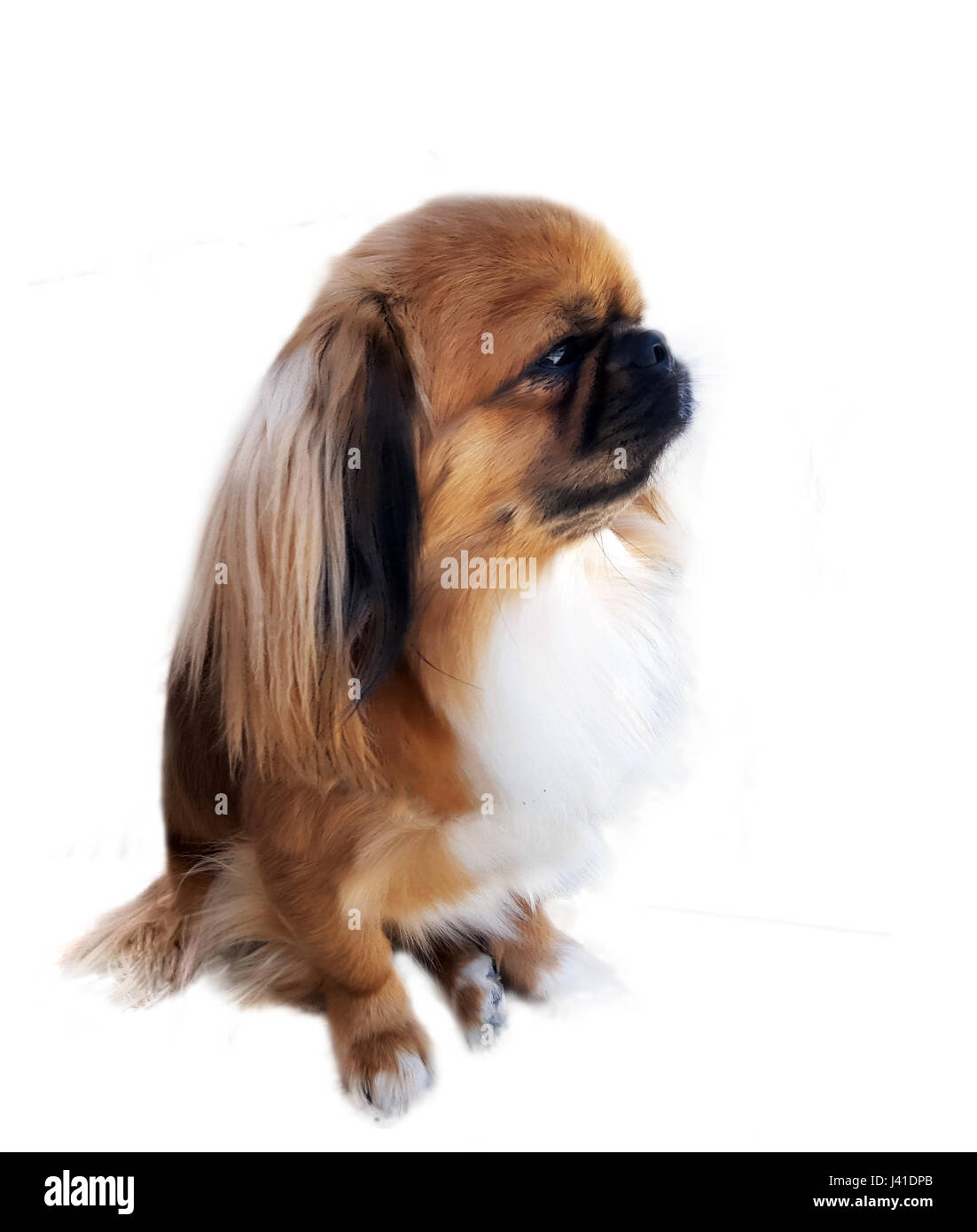 Pekingese dog sitter contro uno sfondo bianco Foto Stock