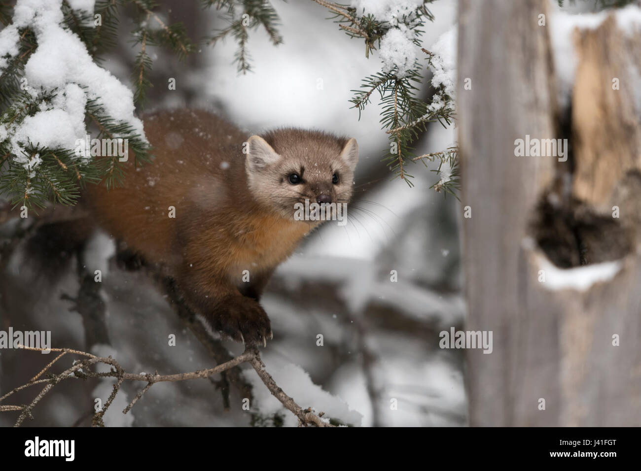Martora / Baummarder ( Martes americana ) in inverno, caccia in una coperta di neve conifera albero, frontale vista laterale, guarda feroce, media, Montana, USA. Foto Stock