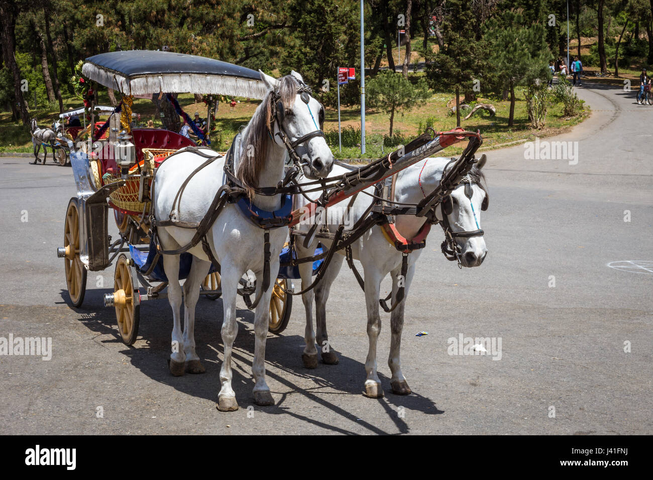 Carrozza con due cavalli sulla Princess isole, Buyukada Isola, Istanbul, Turchia Foto Stock