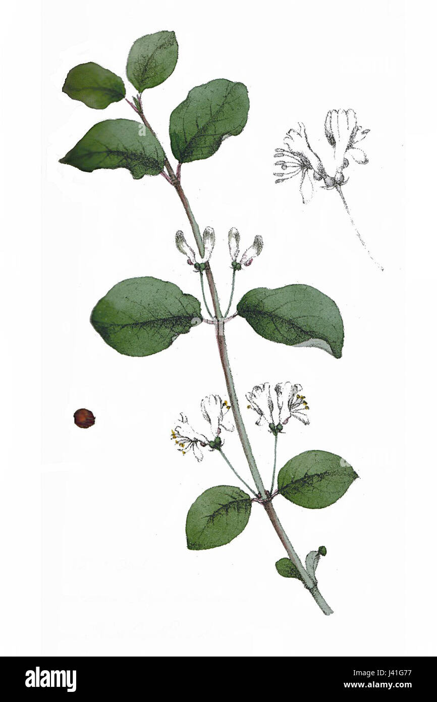 Lonicera xylosteum, comunemente noto come caprifoglio di mosca, è un arbusto deciduo che si trova nelle regioni temperate. È notevole per i suoi piccoli fiori profumati e per la sua capacità di crescere in una varietà di terreni. Foto Stock