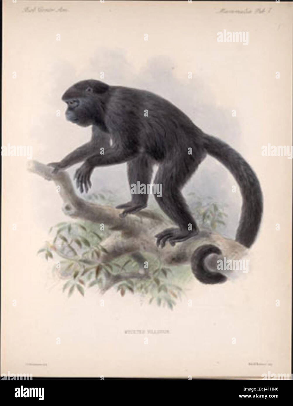 Mammalia si riferisce alla classe di animali noti come mammiferi, caratterizzati da caratteristiche come pelliccia o capelli e dalla capacità di nutrire i loro piccoli con il latte. Questa classe include un'ampia varietà di specie che vanno dai piccoli roditori ai grandi mammiferi come elefanti e balene, che si trovano in diversi habitat in tutto il mondo. Foto Stock Mammalia si riferisce alla classe di animali noti come mammiferi, caratterizzati da caratteristiche come pelliccia o capelli e dalla capacità di nutrire i loro piccoli con il latte. Questa classe include un'ampia varietà di specie che vanno dai piccoli roditori ai grandi mammiferi come elefanti e balene, che si trovano in diversi habitat in tutto il mondo. Foto Stock