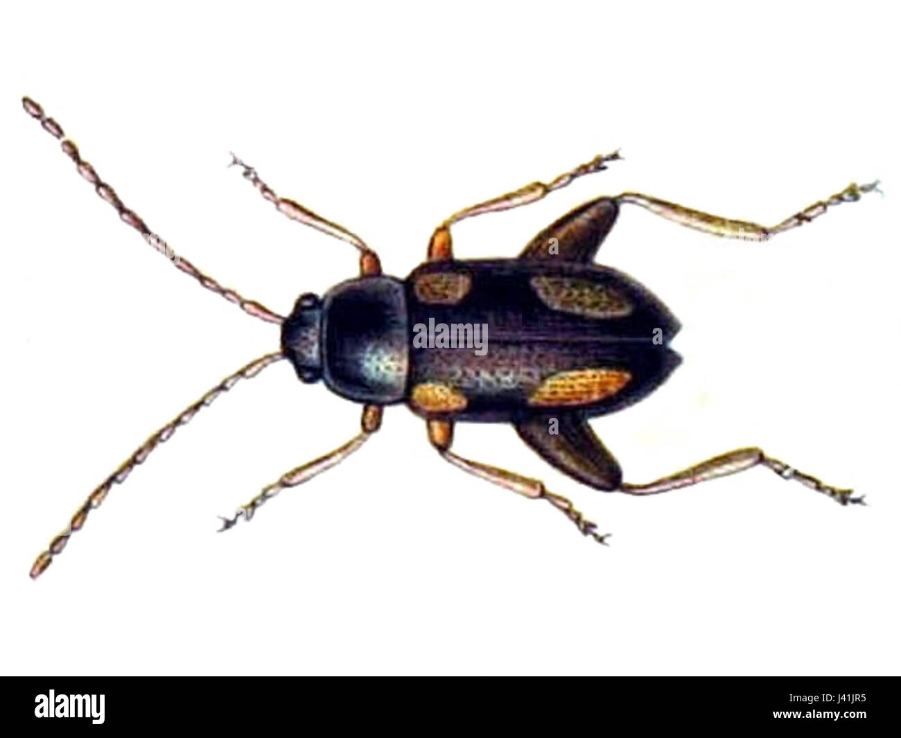 Longitarsus quadriguttatus è una specie di coleottero presente principalmente in Europa. È notevole per il suo aspetto distinto, tra cui un corpo ricoperto di macchie nere, e il suo ruolo negli ecosistemi vegetali. Foto Stock