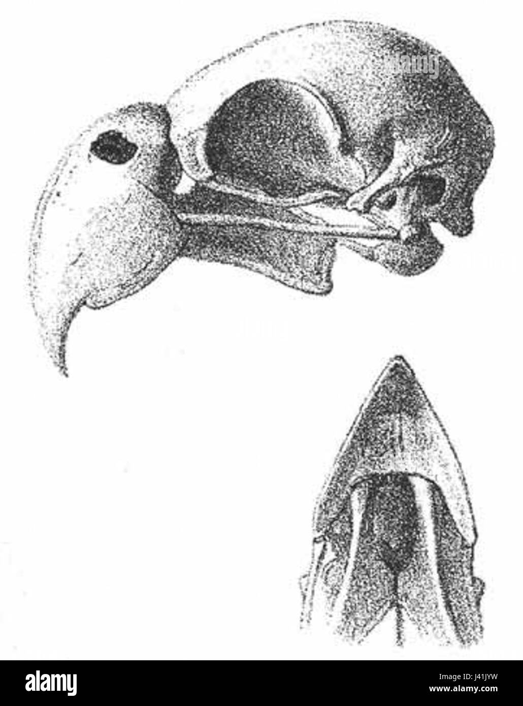 Una fotografia o un disegno di un cranio di Mascarinus, probabilmente incentrato sulle specie di uccelli estinte, che offre informazioni sui suoi tratti fisici. Foto Stock