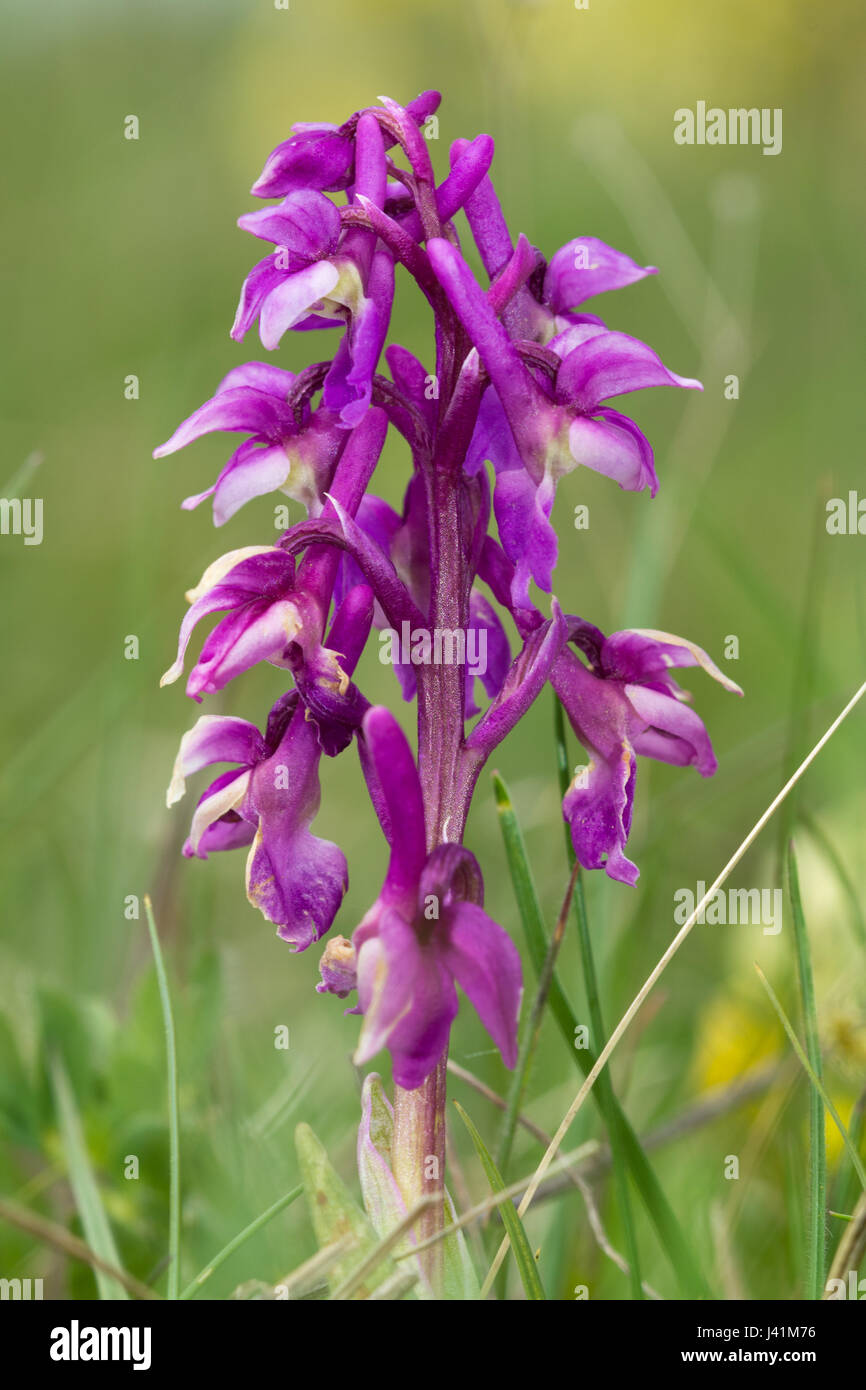 Inizio orchidea viola (Orchis mascula), Regno Unito Foto Stock
