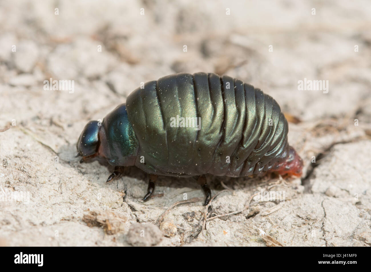 Close-up di sanguinosa naso-beetle (Timarcha tenebricosa) larva, REGNO UNITO Foto Stock
