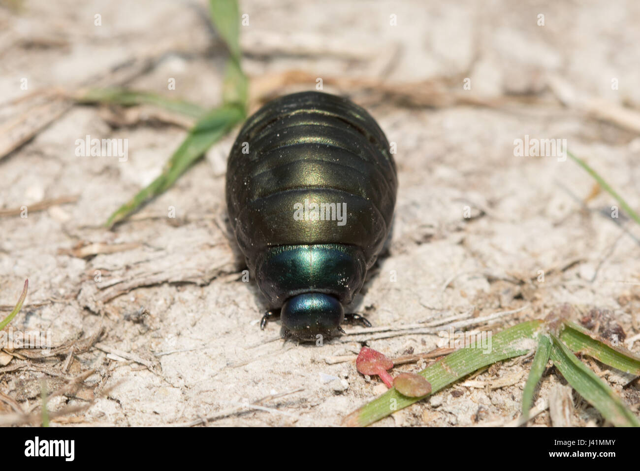Close-up di sanguinosa naso-beetle (Timarcha tenebricosa) larva, REGNO UNITO Foto Stock