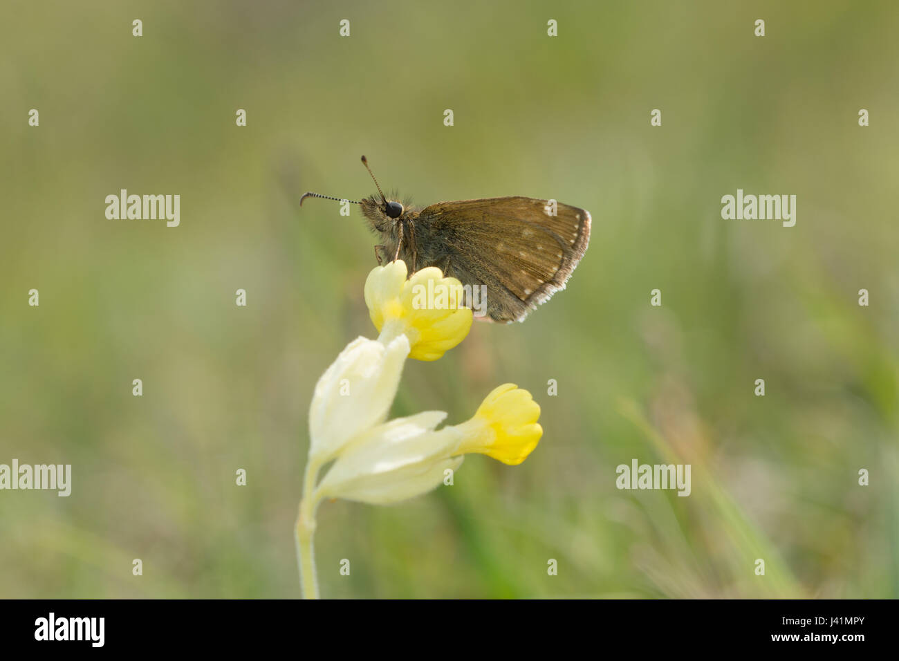 Squallido skipper butterfly (Erynnis tages) appollaiato su un cowslip, REGNO UNITO Foto Stock