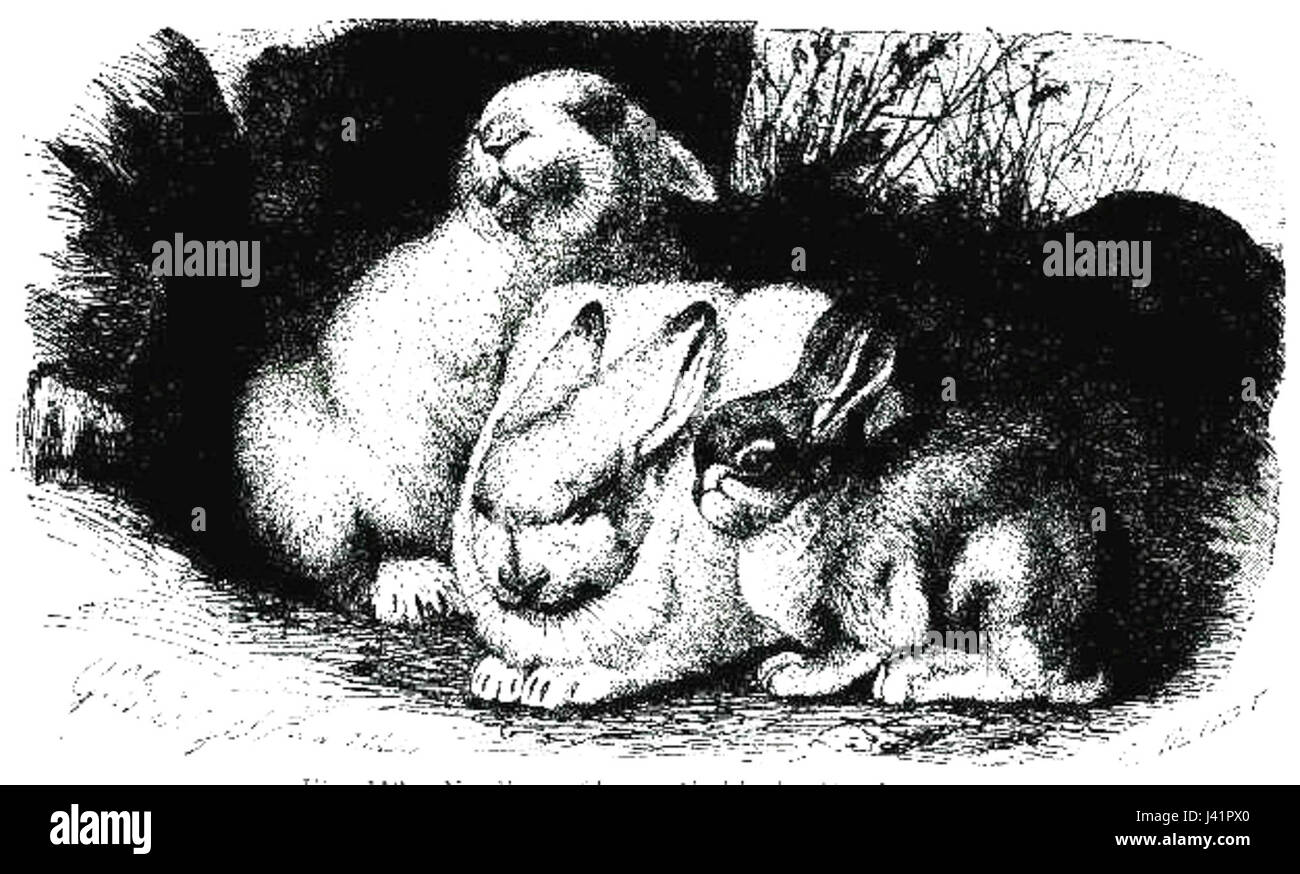 Lepus timidus, comunemente noto come lepre di montagna europea, è una specie di lepre che si trova nelle regioni fredde dell'Europa e dell'Asia. È conosciuta per i suoi cambiamenti stagionali del cappotto, che diventa bianco in inverno per fondersi con i paesaggi innevati, fornendo mimetizzazione contro i predatori. Foto Stock