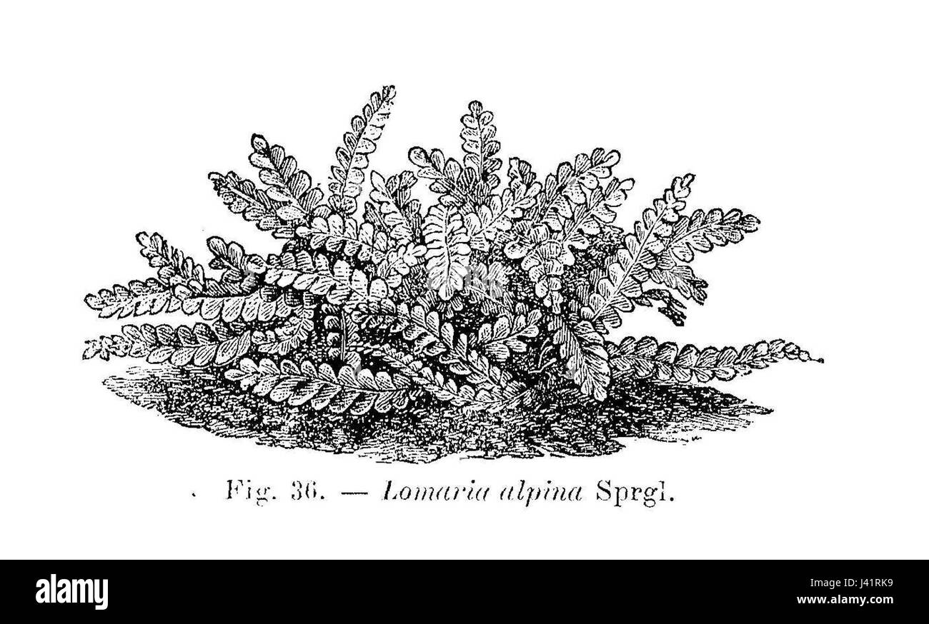 Questa illustrazione raffigura la Lomaria alpina, una specie di felce originaria delle regioni alpine. Il disegno mostra le caratteristiche uniche della pianta, importante per gli studi botanici e gli ecosistemi alpini. Foto Stock
