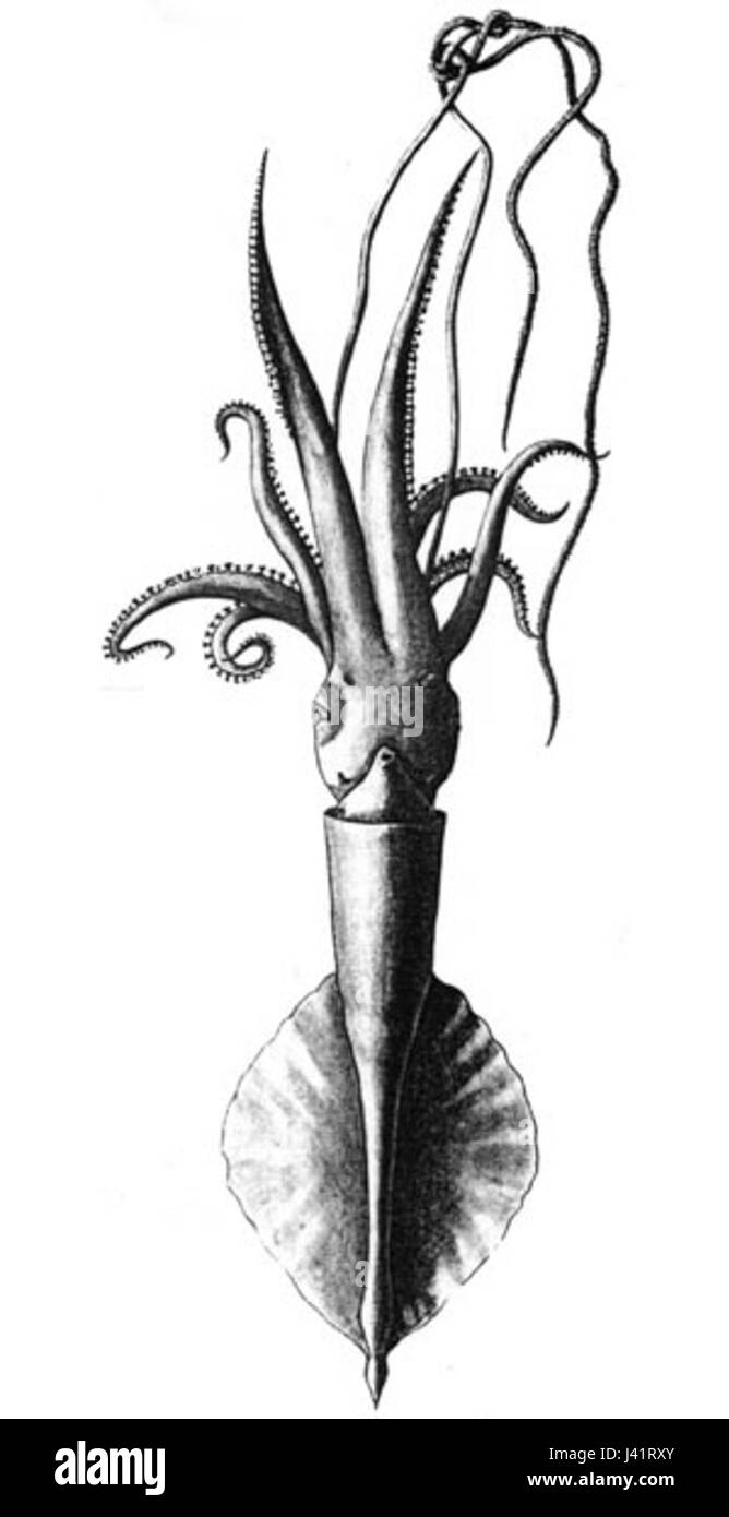 Mastigoteuthis atlantica è una specie di calamari trovati nell'Oceano Atlantico. Noto per il suo aspetto distinto e l'adattamento agli ambienti di acque profonde, svolge un ruolo nella rete alimentare marina ed è di interesse per i biologi marini. Foto Stock