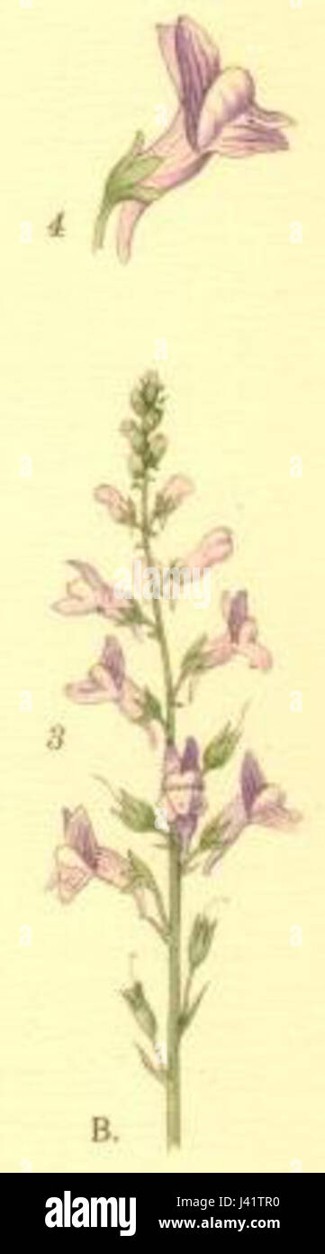 Linaria repens Foto Stock