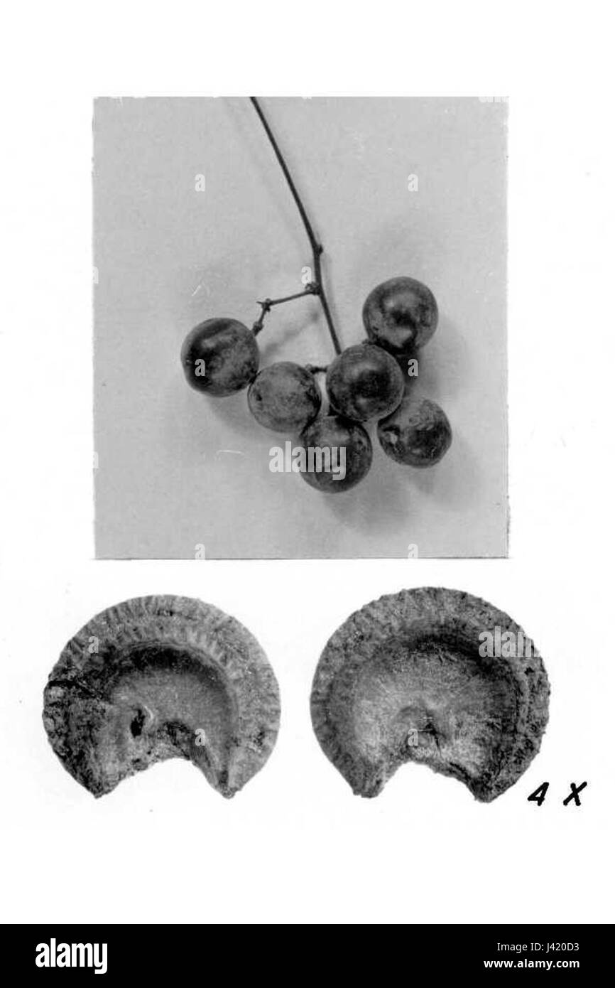 Menispermum canadense frutto seme Foto Stock