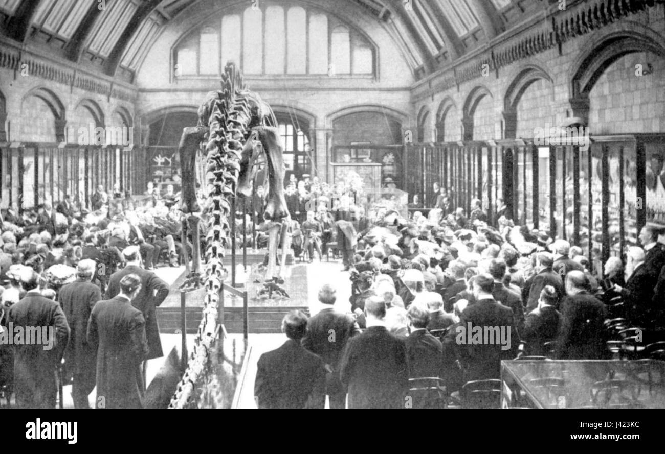 Grande Olanda diplodocus Foto Stock
