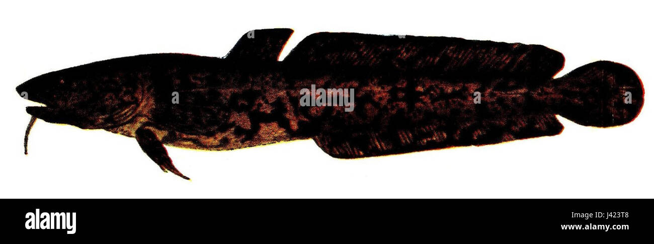 *Lota lota*, comunemente noto come il burbot, è un pesce d'acqua dolce che si trova in Nord America, Europa e Asia. *Pieni* è una variante o un nome locale per questa specie, che è noto per il suo aspetto unico e habitat in ambienti freddi e d'acqua dolce. Foto Stock