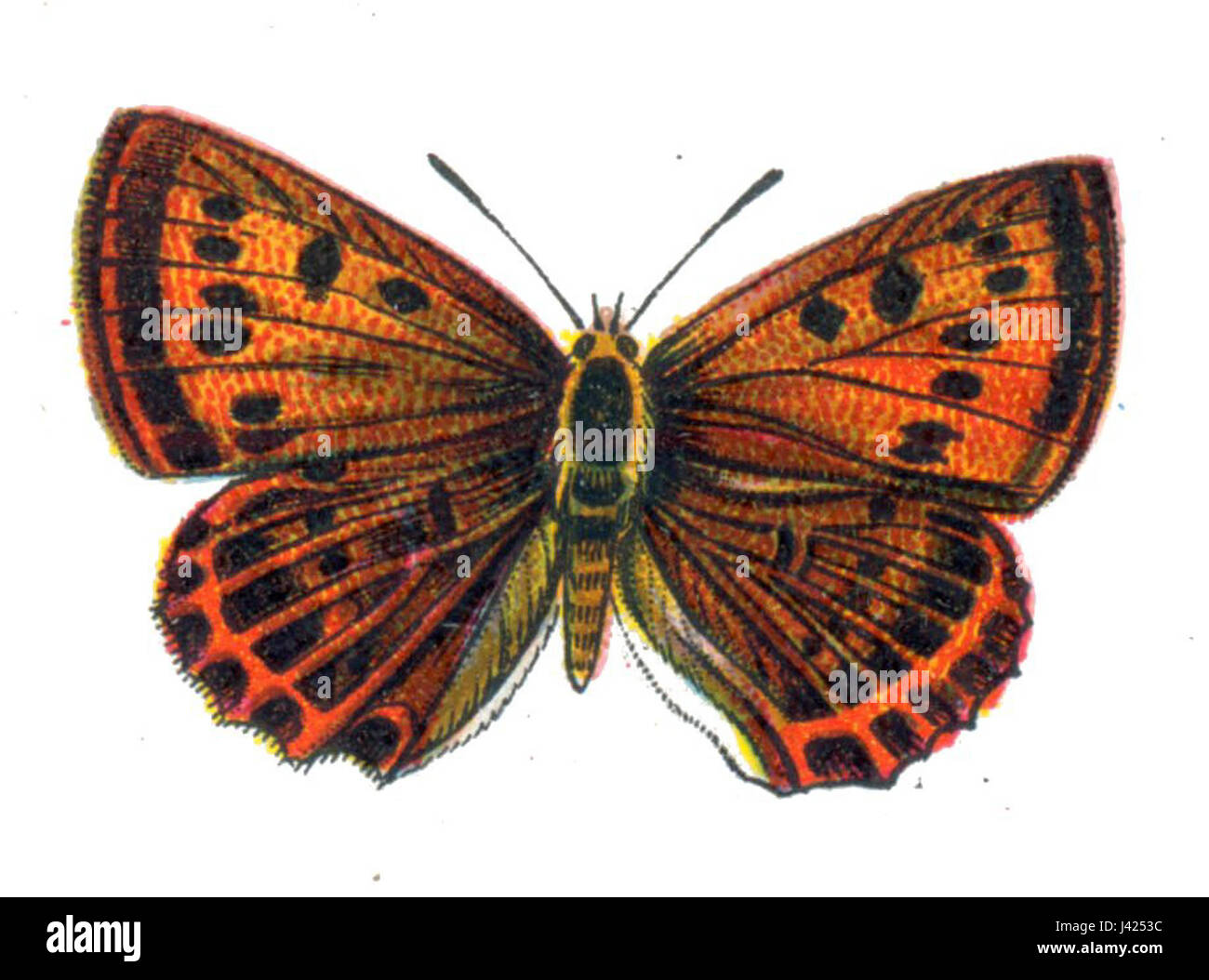 La Lycaena virgaureae, nota anche come rame dal bordo viola, è una specie di farfalla. Questa immagine mostra specificamente un esemplare femminile della specie, noto per le sue ali di colore arancione e rame con un bordo viola. Foto Stock