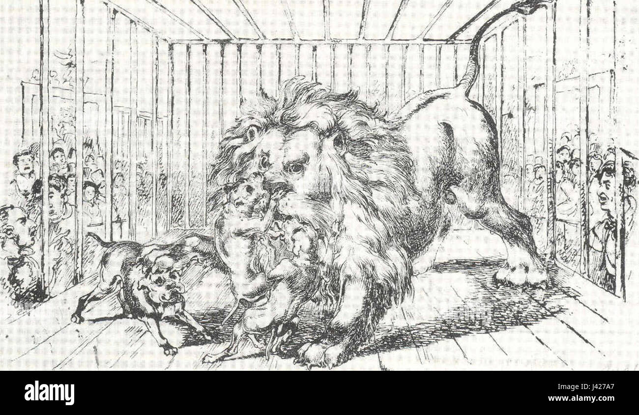 L'esca da leone si riferisce a una pratica controversa e storica in cui i leoni venivano utilizzati in mostre, spesso comportando crudeltà come l'uso dell'esca per provocare o agitare l'animale. Questa pratica era una volta popolare nell'intrattenimento, ma è stata a lungo vietata a causa delle preoccupazioni per la crudeltà degli animali. Foto Stock