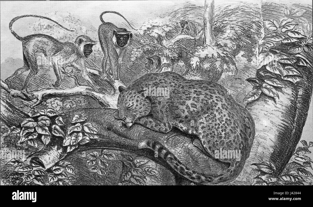 LeopardLangur Foto Stock