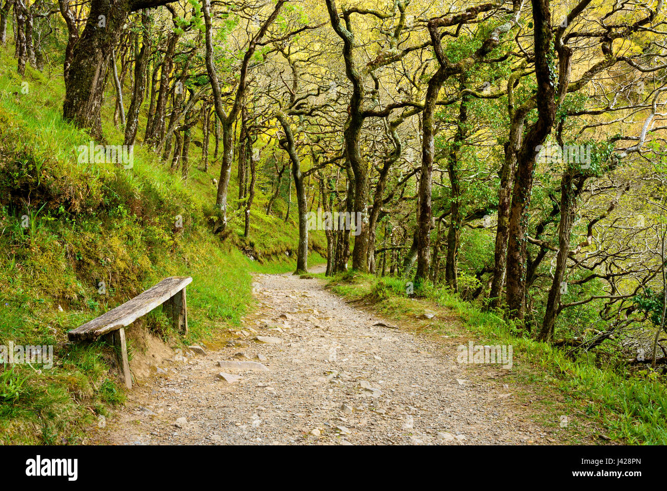 Il percorso pur Rovere in legno Barton vicino Watersmeet, Parco Nazionale di Exmoor, Devon, Inghilterra. Foto Stock