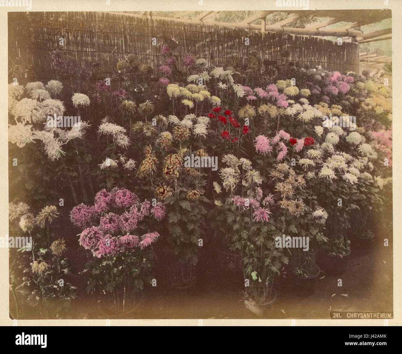 Kusakabe Kimbei era un famoso fotografo giapponese alla fine del XIX secolo. La sua fotografia "Crisanthemum" fa parte della sua collezione di immagini che catturano la flora giapponese, riflettendo il significato culturale dei fiori in Giappone. Foto Stock