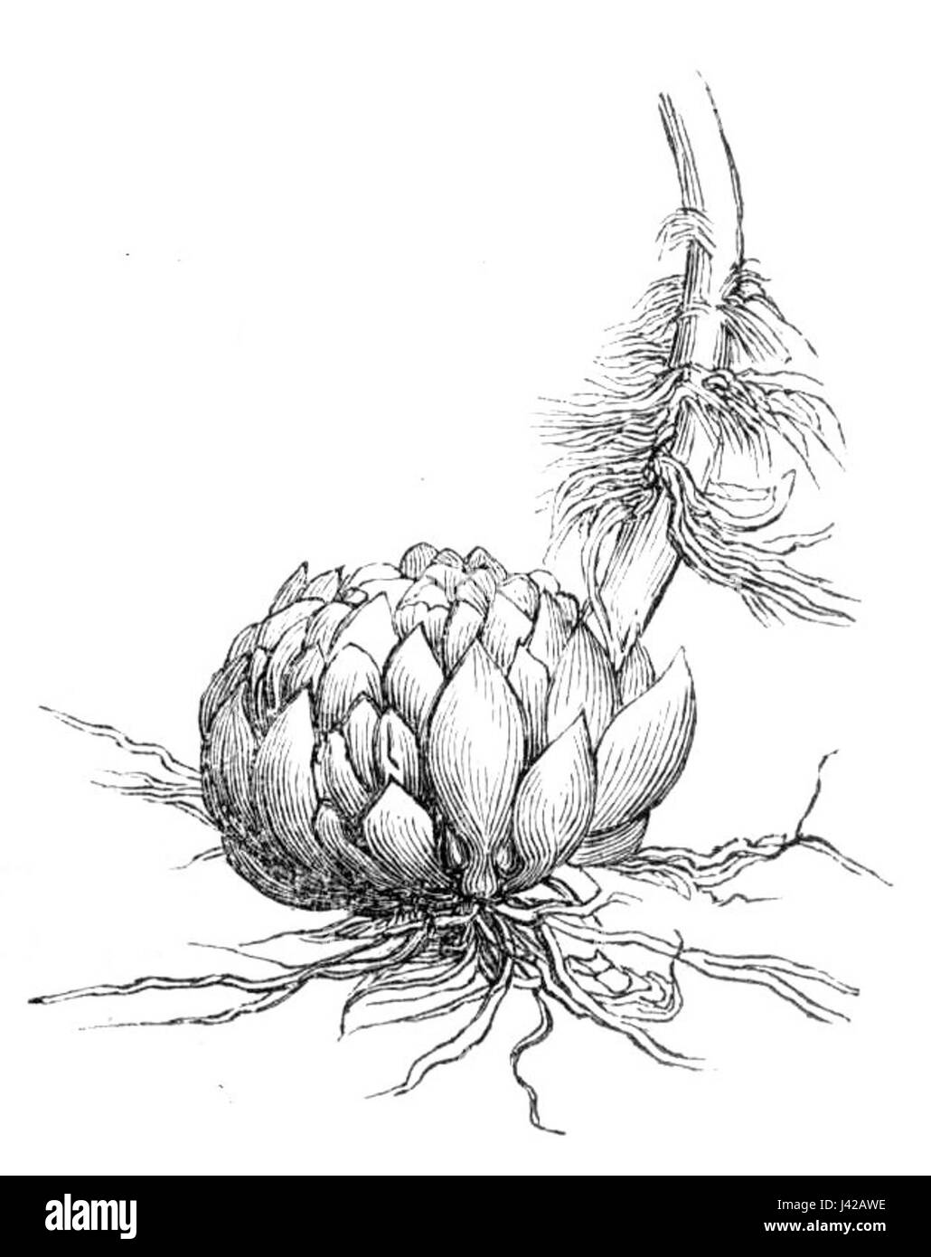 Il Lilium debile (lampadina) Foto Stock