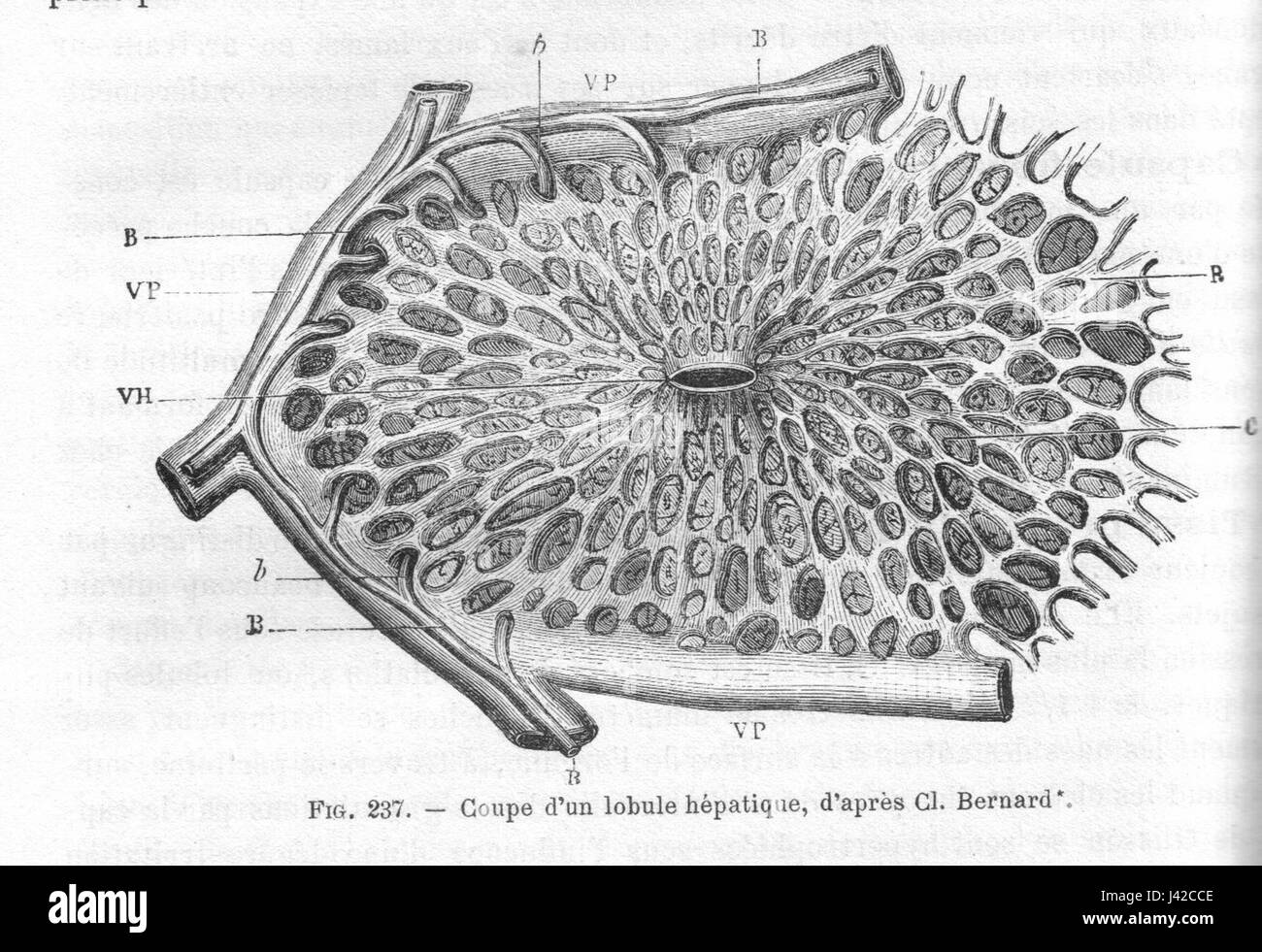 LobuleFoieChauveauCM1890 Foto Stock
