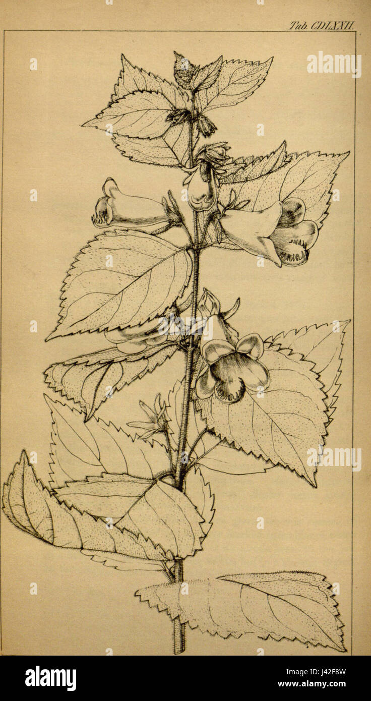 Mandirola ichthyostoma (come Gloxinia ichthyostoma) icona. Pl. 5. t. 472. 1842 Foto Stock
