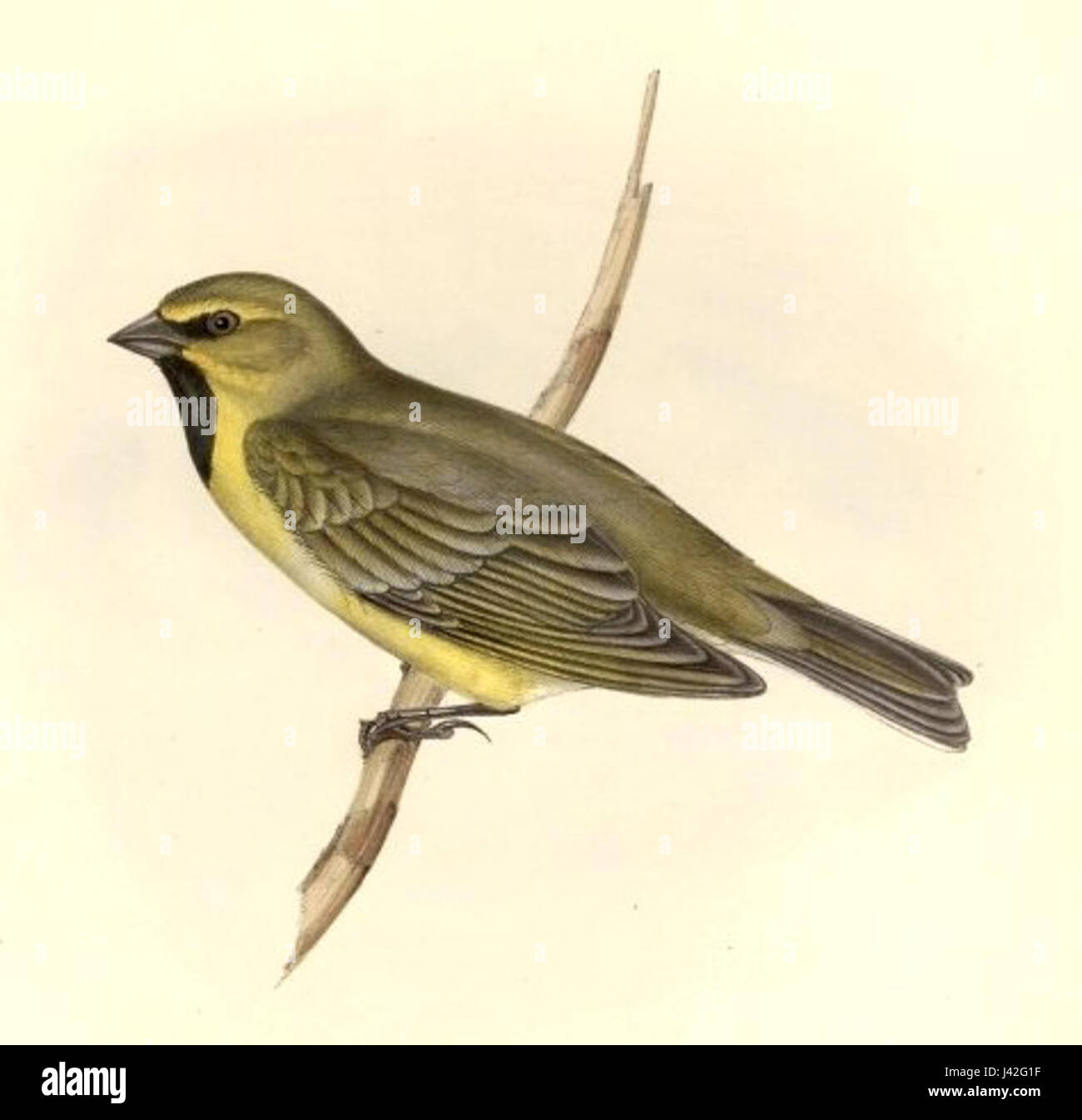 Melanodera xanthogramma xanthogramma è una specie di coleottero presente in varie regioni. Fa parte della famiglia dei Cerambycidae, nota per il suo caratteristico corpo allungato e le antenne. La specie svolge un ruolo nell'ecosistema partecipando alla decomposizione del legno. Foto Stock