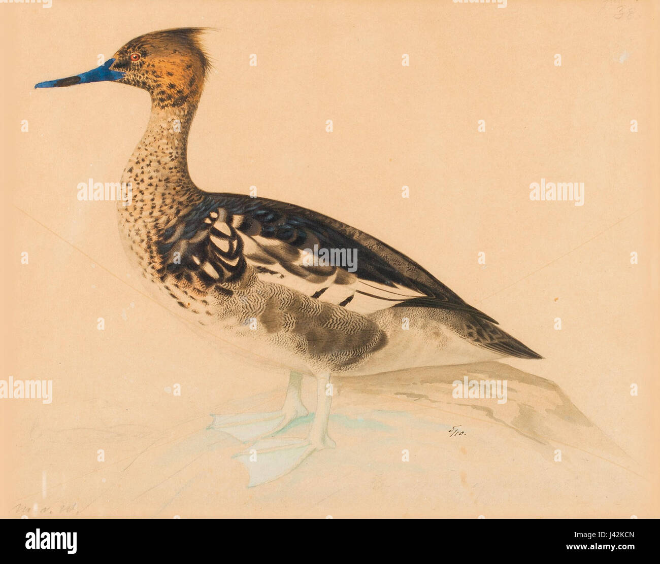 Magnus von Wright era un artista finlandese noto per le sue dettagliate e accurate illustrazioni di uccelli, contribuendo in modo significativo all'arte di storia naturale. Foto Stock
