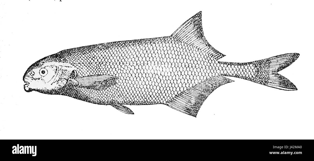 Un riferimento a una specie di pesci, Marcusenius ussheri, probabilmente della famiglia Mormyridae, nota per la sua distribuzione nelle acque africane. Foto Stock