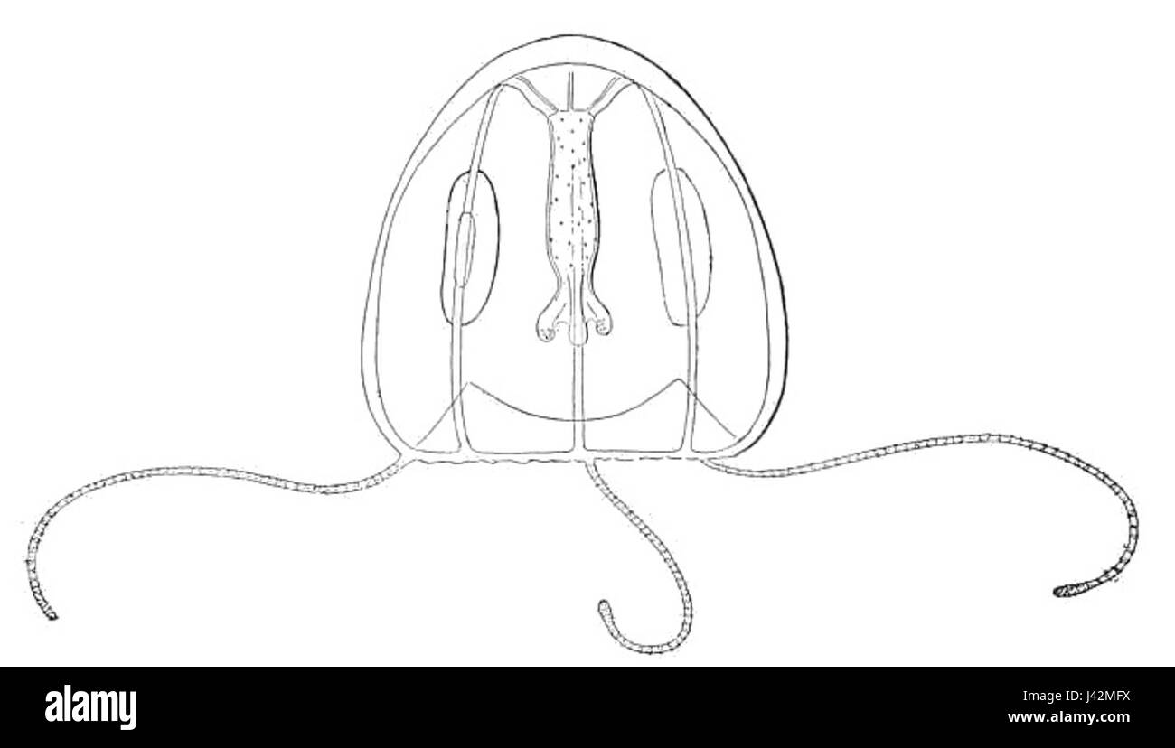 Memorial opuscolo contenente alcuni disegni di Medusae fig.251 incolorata persa Foto Stock