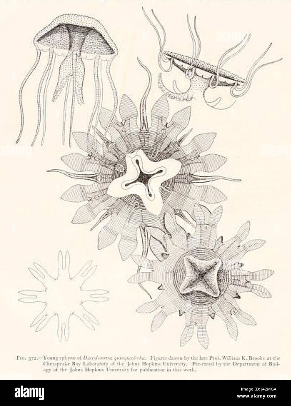Memorial opuscolo contenente alcuni disegni di Medusae fig.372 Foto Stock