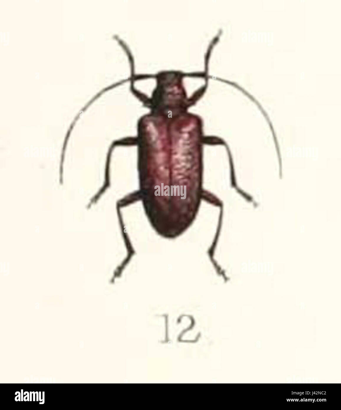 Lagrida rufa è una specie di coleottero descritta nel 1894. Questa specie fa parte della famiglia dei Cerambycidae ed è originaria di regioni specifiche. È notevole per la sua caratteristica colorazione rossa e il corpo allungato. Foto Stock